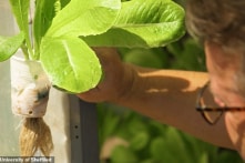 Trồng rau xanh giữa hoang mạc nhờ… nệm cao su cũ