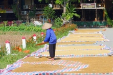 Tổng cục Dự trữ chỉ mua được 7.700 tấn gạo dự trữ quốc gia