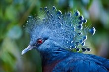 15 loài chim bồ câu có hình dáng kỳ lạ và tuyệt đẹp