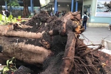 Cây phượng ở trường Bạch Đằng không còn rễ cọc?