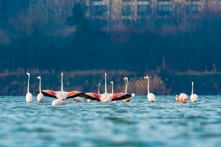 Ấn Độ: Hàng nghìn con hồng hạc ‘chiếm giữ’ Mumbai trong mùa phong tỏa