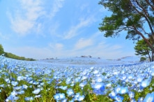 Ngắm “thiên đường hoa mắt xanh” đẹp lung linh ở Công viên Hitachi