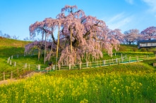 Cây anh đào 1000 năm ở Nhật Bản đã nở rộ nhưng không có khách ngắm