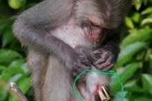 Hàng ngàn bẫy thú ở Khu bảo tồn thiên nhiên Sơn Trà