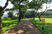 Khảo sát tại TP.HCM: Cây xanh trong trường bị cắt tỉa gây nguy hiểm