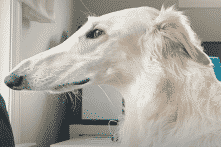 “Chú chó mặt ngựa” có chiếc mõm dài tới 31cm