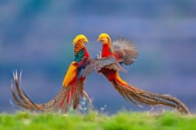 20+ loài chim tuyệt đẹp có thể bạn chưa từng nghe đến (P.2)