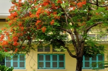 “Trường học cần cây xanh” – Thông điệp giữa cơn sợ hãi cây xanh