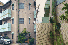 Thú vị cây xương rồng ở Nhật leo lên tầng 3 “bỏ trốn”