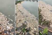 Chân gà thối ken đặc trên tuyến sông cấp nước ở Hải Phòng