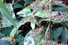 Điện Biên xuất hiện nạn châu chấu cục bộ