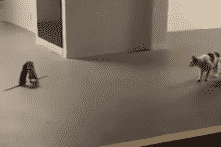 Mải xem 2 con chuột đánh nhau, chú mèo quên mất “nhiệm vụ”