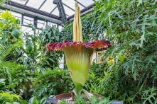 “Hoa xác thối” khổng lồ hiếm thấy ở Mỹ đang khai nở