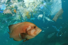 Rốt cuộc thì có bao nhiêu gram nhựa trong hải sản chúng ta ăn?