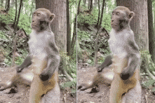 Chú khỉ “ngồi thiền” dưới gốc cây (Video)