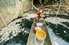 Cá lại chết trắng trên sông Châu Giang