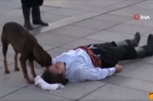 Diễn viên giả vờ bị thương ngã xuống, chú chó lang thang đến… cứu