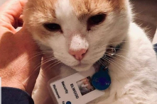 Chú mèo đeo thẻ “nhân viên bảo vệ” tại bệnh viện ở Úc