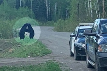 Hai con gấu đen ôm nhau bên đường dưới sự bảo hộ của cảnh sát Canada