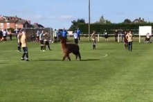 Trận bóng đá Anh phải dừng 15 phút vì một con lạc đà chạy vào sân