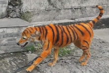 Treo thưởng cho ai tìm ra người vẽ chú chó lang thang thành hổ