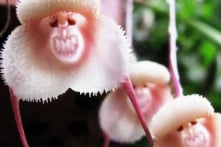 “Vua Khỉ” trong thế giới thực vật