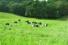 Nhật Bản và rừng