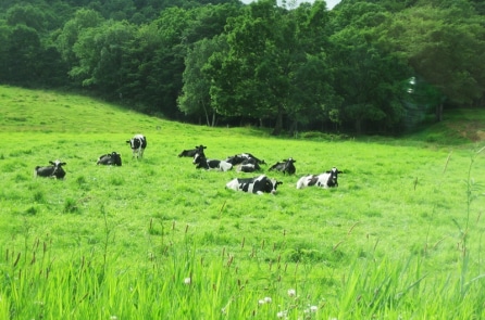 Nhật Bản và rừng