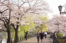 11 bài học một nhà báo Mỹ đúc kết ra sau khi sống 1 năm ở Nhật