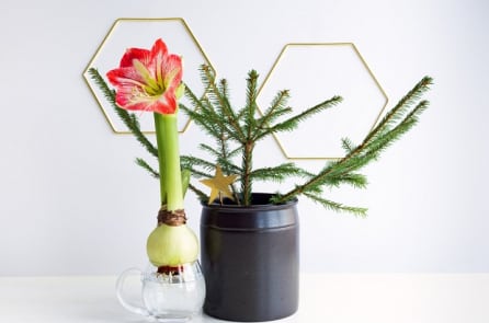 10 loài hoa và rau bạn có thể trồng tại nhà chỉ với 1 cốc nước