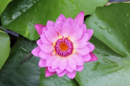 Ngưỡng mộ người khác không bằng trân quý bản thân