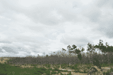 Thấy gì qua việc Gia Lai xin chuyển mục đích sử dụng 4.700 ha rừng nghèo?