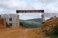 Gia Lai: Chủ tịch công ty trồng rừng nhưng… phá rừng