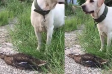 Chú vịt “giả chết” xuất sắc, đánh lừa được con chó