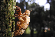 Không thể cùng côn trùng mùa hè bàn luận về băng tuyết