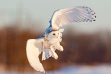 Cú tuyết hiếm gặp tái xuất ở Công viên Central Park sau 130 năm