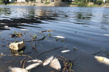 Chịu hàng ngàn m3 nước thải ngày đêm, sông Cầu ‘kêu cứu’