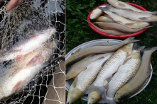 Thanh Hóa: Hàng tấn cá chết bất thường trên sông Mã