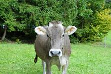 Chú bò ngộ nghĩnh bước đi như người mẫu trên sàn catwalk