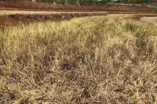 Làm sân golf ở Gia Lai: Nguy cơ xung đột nguồn nước