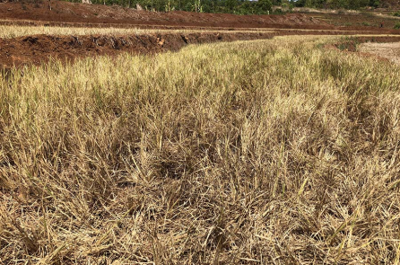 Làm sân golf ở Gia Lai: Nguy cơ xung đột nguồn nước