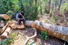 Sau hơn 200 vụ phá rừng phòng hộ, rừng nguyên sinh, 4 trưởng BQL bị tạm đình chỉ