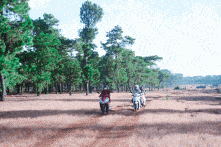 Luật rừng cho phép phá rừng?