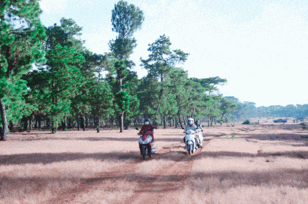 Luật rừng cho phép phá rừng?