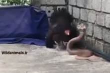 Cảm động gà mẹ liều mạng với rắn hổ mang để bảo vệ đàn con