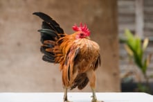 Giống gà nhỏ nhất thế giới nhưng rất giỏi “tạo dáng”