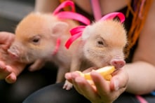 Độc đáo chuỗi cafe với những chú lợn tí hon tại Nhật Bản