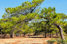 “Vét” rừng làm sân golf và bản thỉnh nguyện thư hơn 16.000 chữ ký