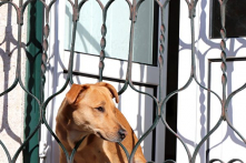 Chú chó tự tìm về nhà và dùng mũi để ấn chuông cửa