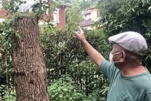 Người đàn ông bị phạt gần 500 triệu đồng vì tỉa cây do chính mình trồng
